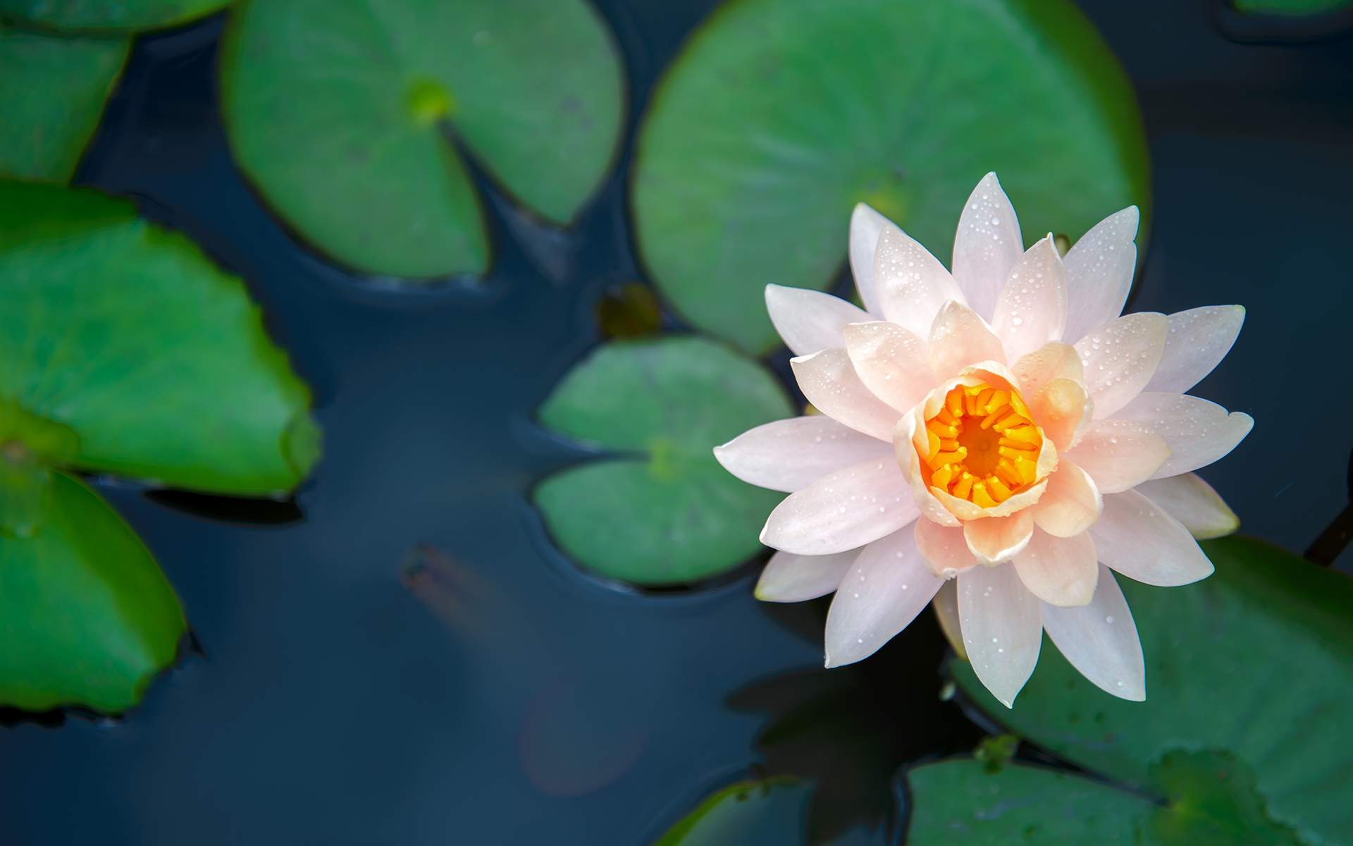 Allowing the Truth to Surface - Lotus flower in pond nature concept background