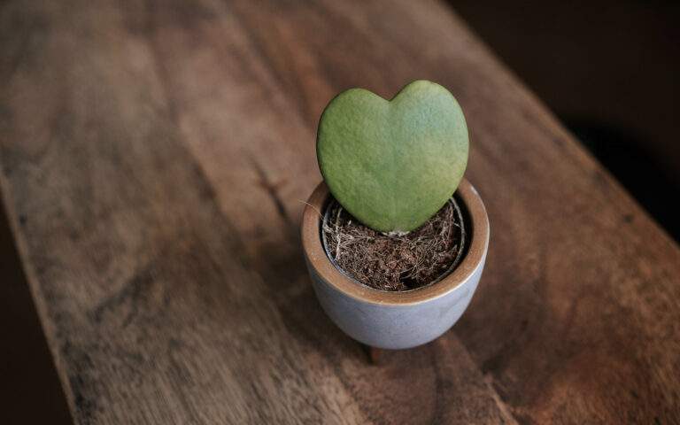 Photo of a tiny plant pot sitting on a dark-grained wooden table. The plant growing in the pot is shaped like a heart.