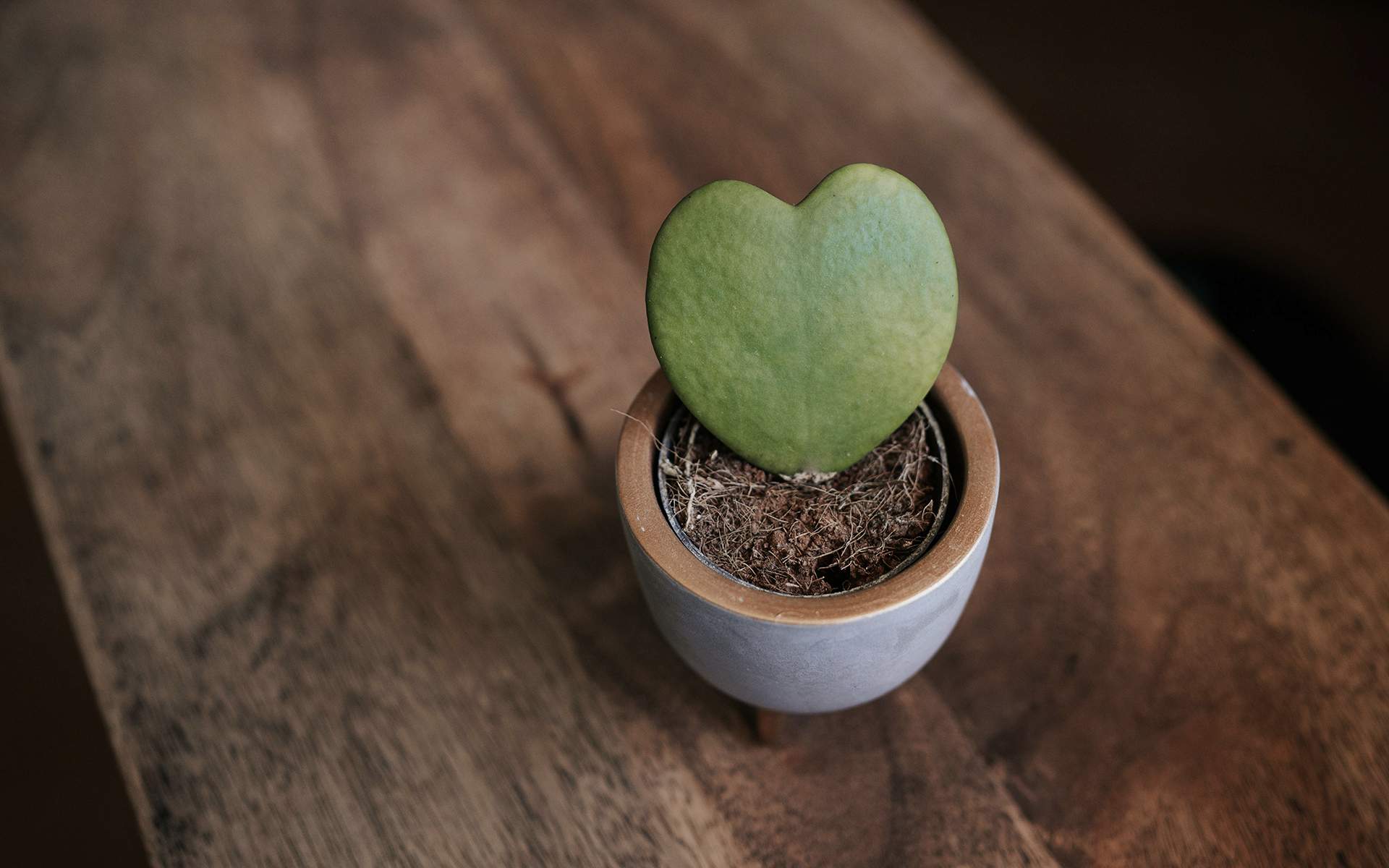 Photo of a tiny plant pot sitting on a dark-grained wooden table. The plant growing in the pot is shaped like a heart.