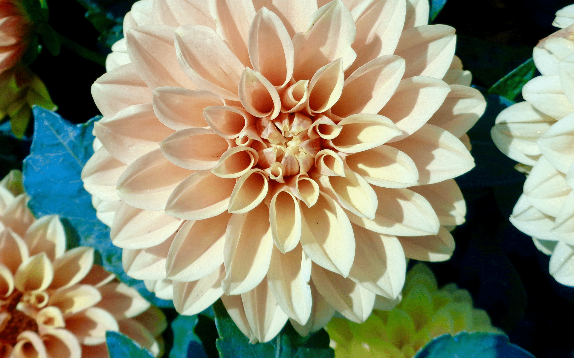 A Compassion Practice for Opening the Heart - Image of a blooming flower